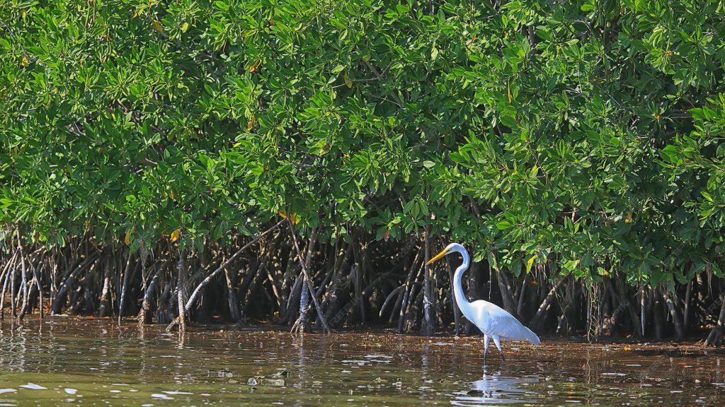 aktivitas ekowisata konservasi mangrove di pulau tidung