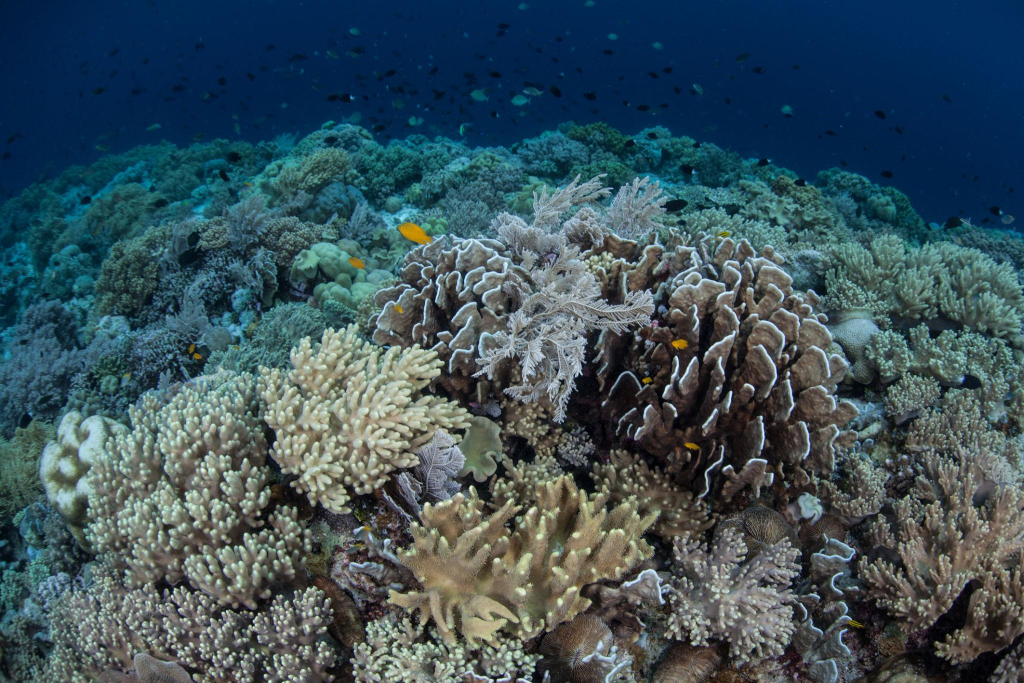 Spot Snorkeling Pulau Pari Terbaik dan Tips Aman Pemula
