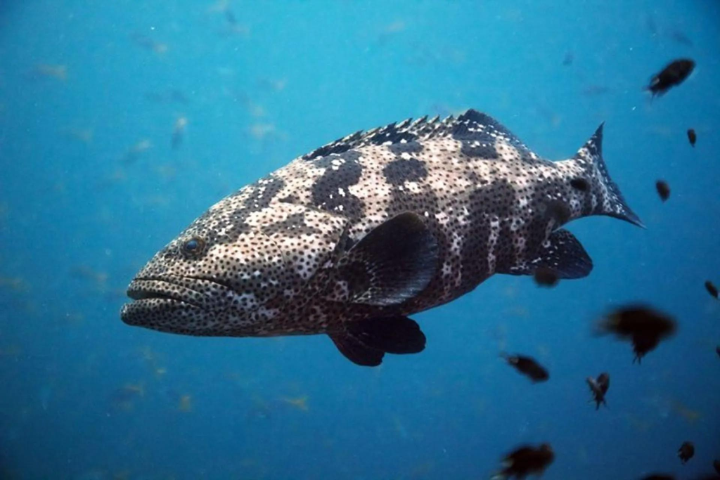 Jenis Ikan yang Sering Ditemukan di Spot Mancing Pulau Tidung